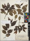 Foto von Salix fragilis L. x Salix pentandra L.